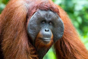 Malezya, palmiye yağı ihraç ettiği ülkelere orangutan hediye etmeyi planlıyor
