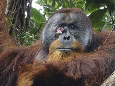 Orangutanın kendi yarasını tedavi etmek için şifalı bitki kullandığı ilk kez görüntülendi