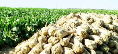 Туркменистан закупит более 70 тонн семян сахарной свеклы