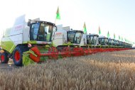 Photoreport: Grain harvesting began in Akhal, Lebap and Mary velayats