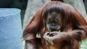 Dünýäde iň garry orangutan 63 ýaşyny belledi