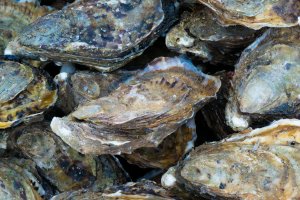 Australian farmers have grown the world's largest oyster