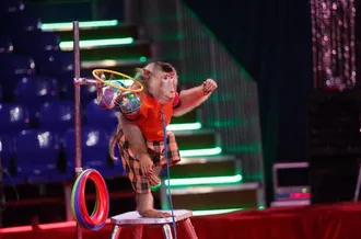 Государственный цирк Туркменистана представляет Московский цирк зверей