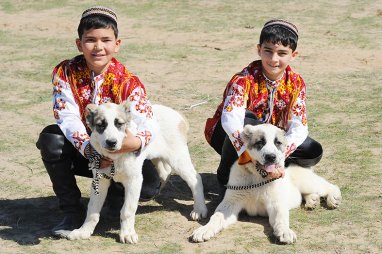 Алабай – верный друг и гордость туркмен