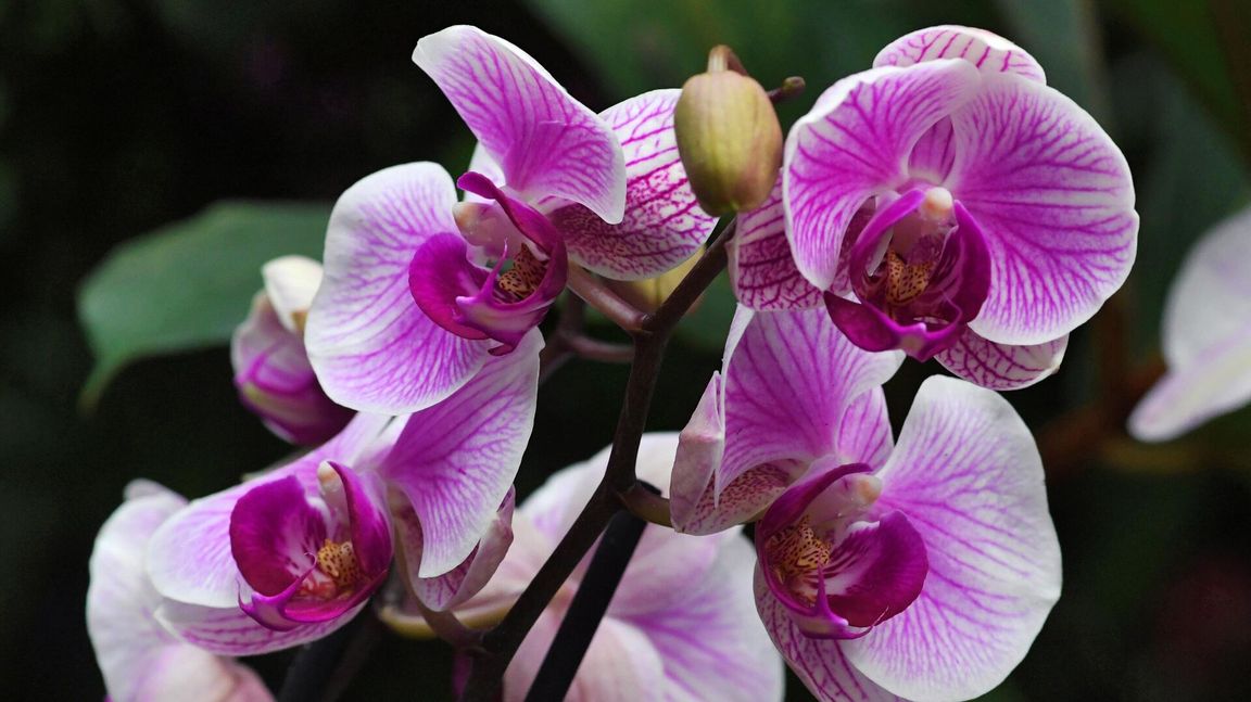 
Ýerewanda orhideýa gülleriniň sergisi geçirildi 