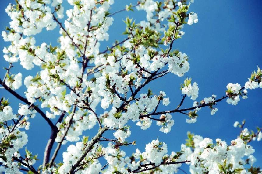 Апрель: куда можно пойти в Ашхабаде