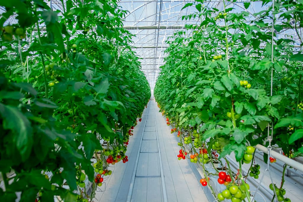 Туркменские производители плодоовощной продукции увеличивают объемы экспорта