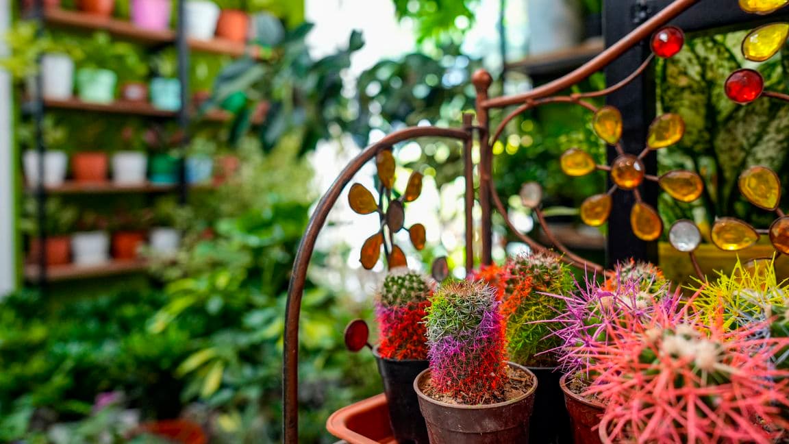 Roza Gül  представляет широкий выбор цветов и декоративных растений для благоустройства сада