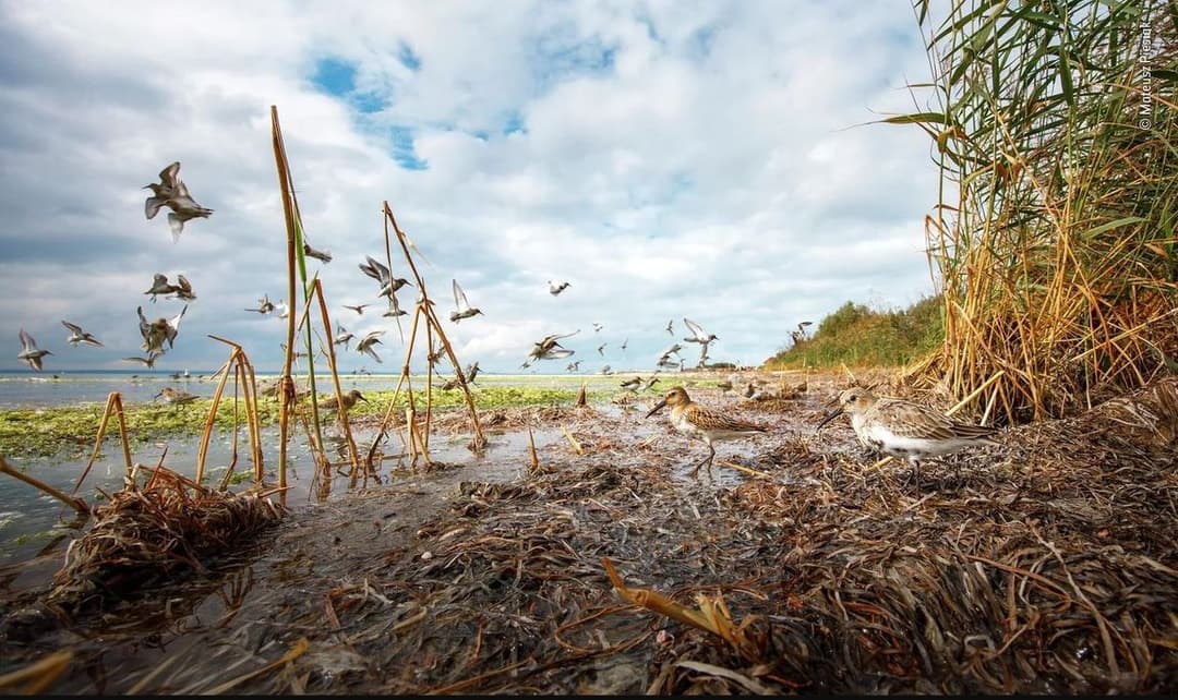 Названы лучшие фото дикой природы самого престижного фотоконкурса Wildlife Photographer of the Year