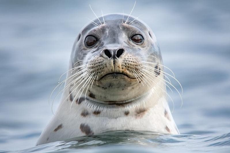 Scientists are looking for the cause of the mass death of seals in the Caspian Sea