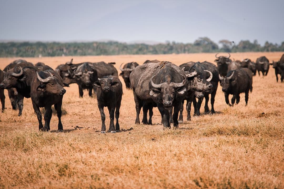 В Индии буйвол вместе с кормом случайно съел золотое ожерелье
