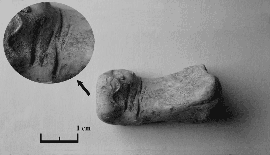 Археологи обнаружили в Туркменистане следы охоты на тигра, датированные третьим тысячелетием до нашей эры