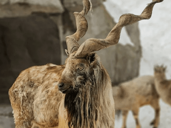 В Туркменистане популяция мархура достигла рекордного показателя 