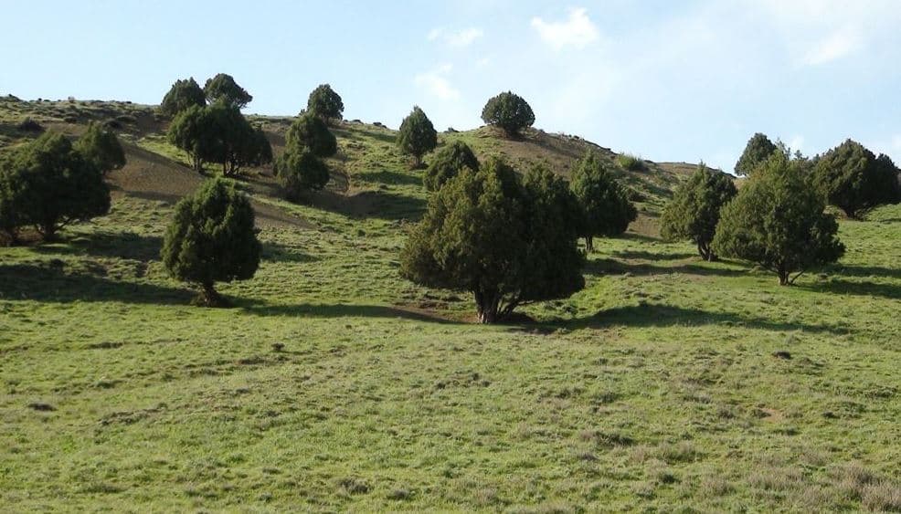 В Туркменистане действуют семь лесных хозяйств