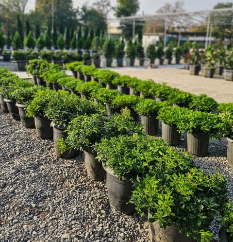 The new Roza Gül store invites to get acquainted with the range of decorative garden plants