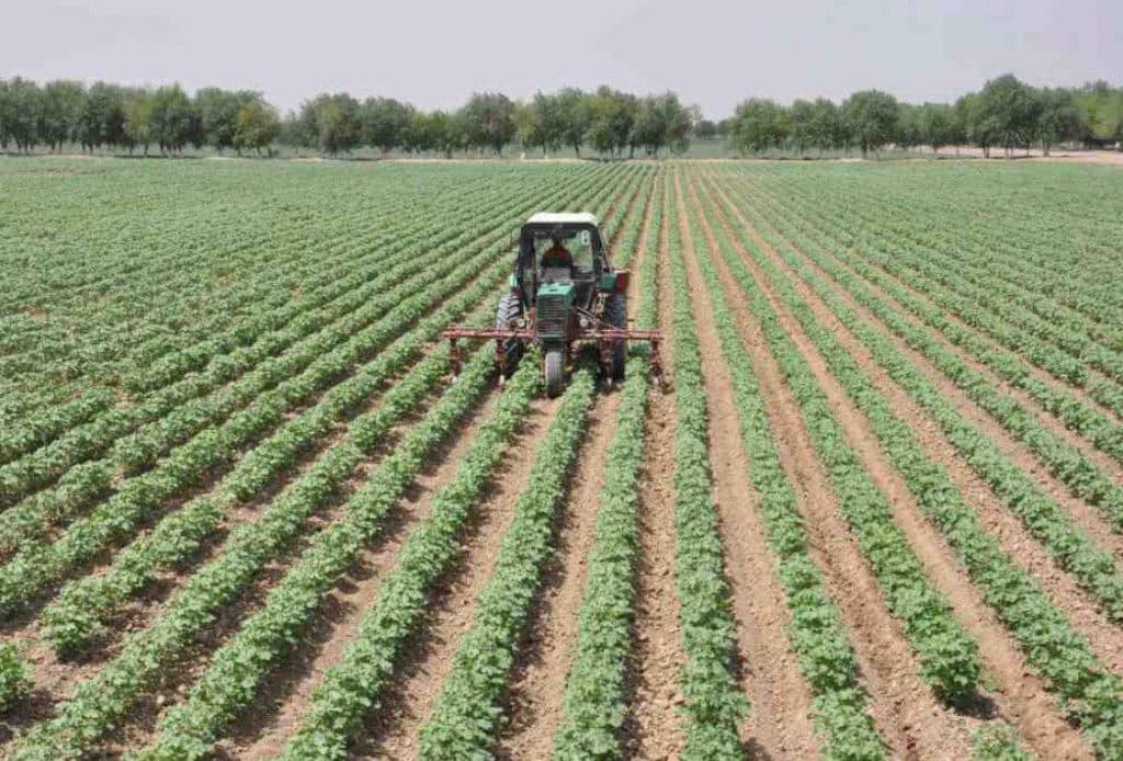 Предприниматели Туркменистана разработали 14 проектов в области АПК для реализации в западном регионе страны