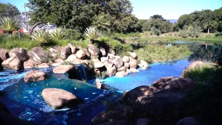 Braziliýada suw howdanlary zäherli reňk sebäpli gök öwüsdi