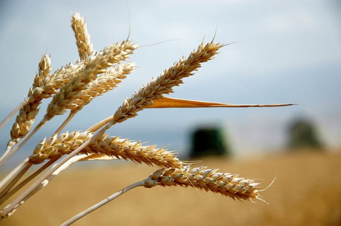 В Туркменистане 4 июня приступят к уборке урожая пшеницы