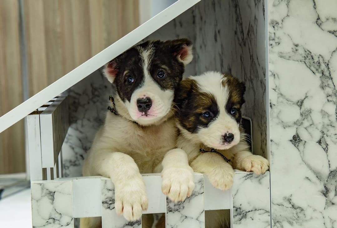 Мебельная фабрика Aýbölek создаст уютное и теплое жилье для домашних питомцев
