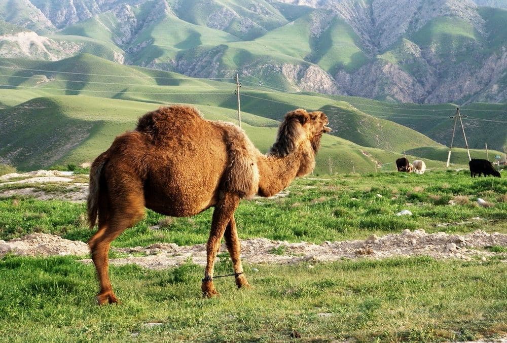 Türkmenistanda düýe ýüňünden taýýarlanylýan ýorganlaryň önümçiligi artdyrylar