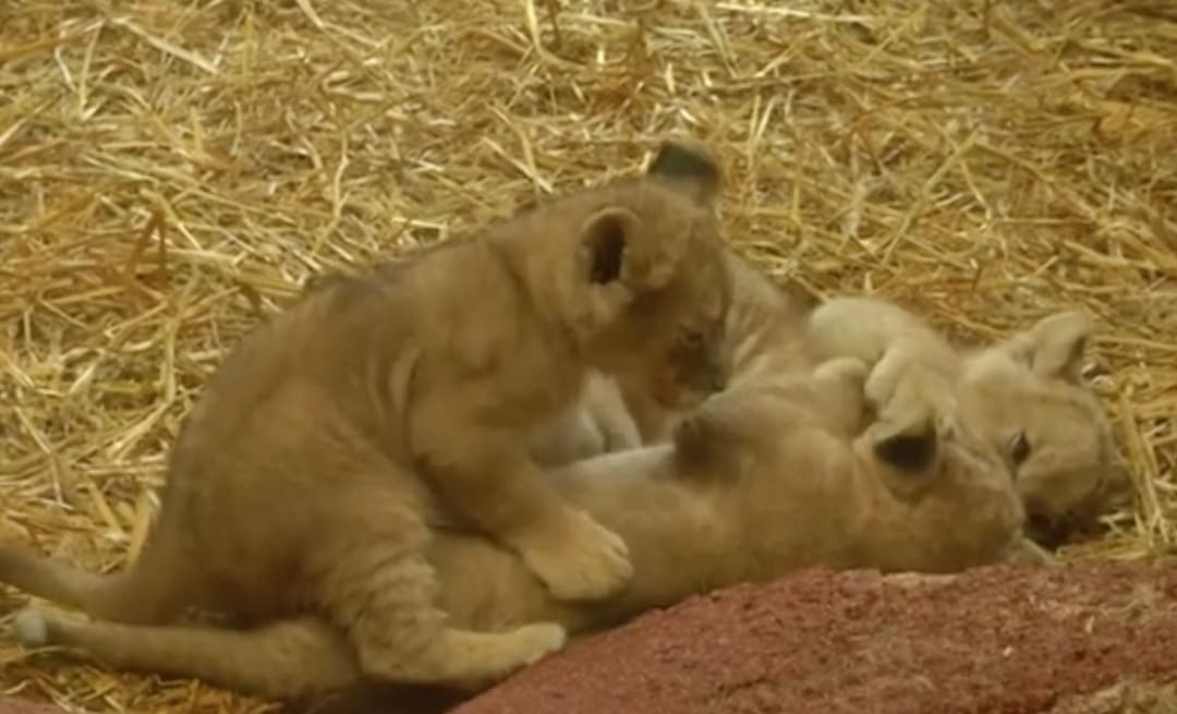 В зоопарке Германии родилась тройня львят