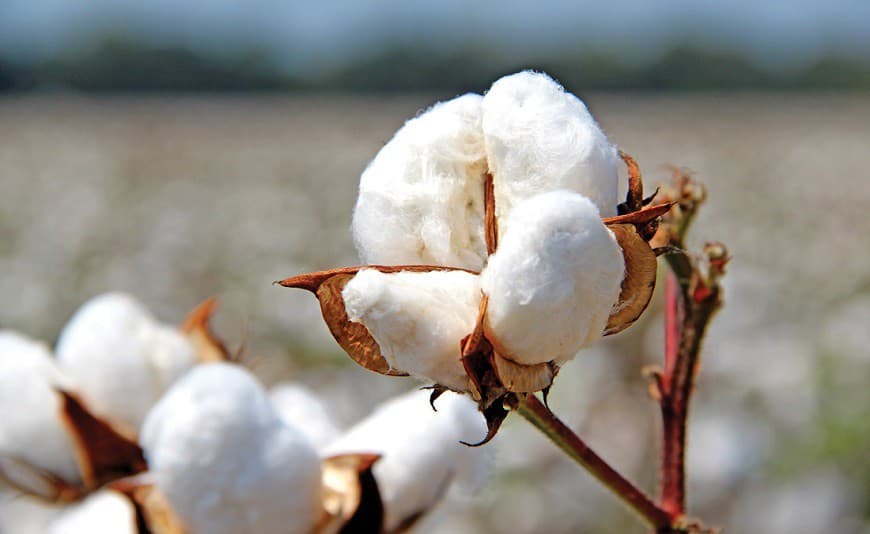 A new fine-fiber cotton variety has been created in Turkmenistan