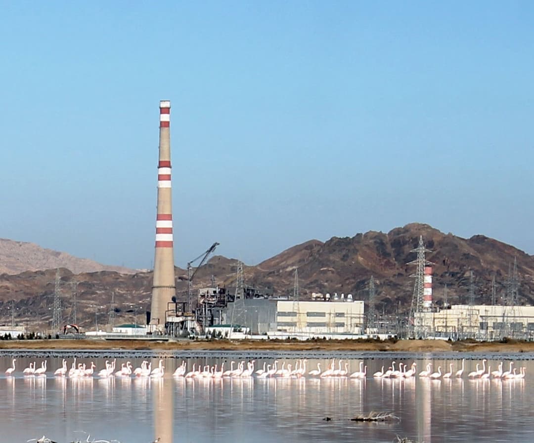 Орнитологи Хазарского заповедника Туркменистана подсчитали водоплавающих 