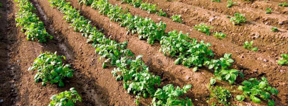 Фермеры Дашогузского велаята посадили более 1100 гектаров картофеля