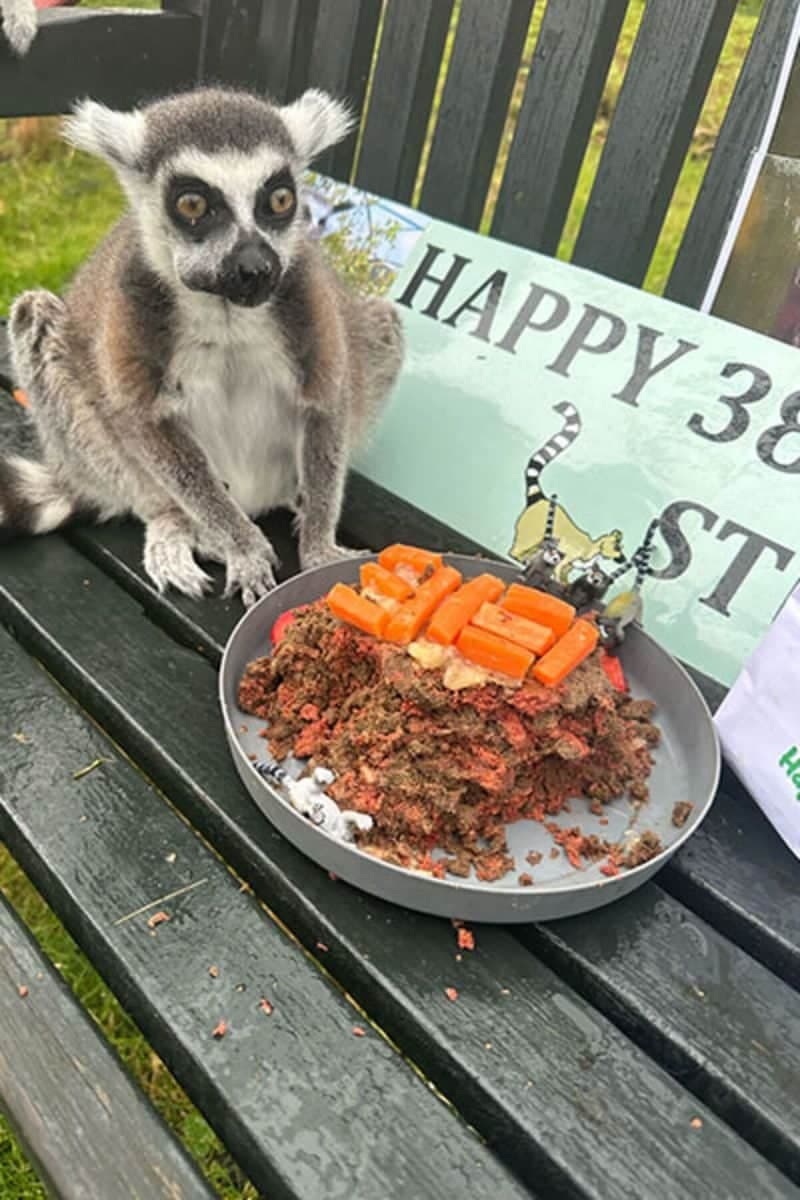 39-year-old lemur Stumpy gets into Guinness World Records