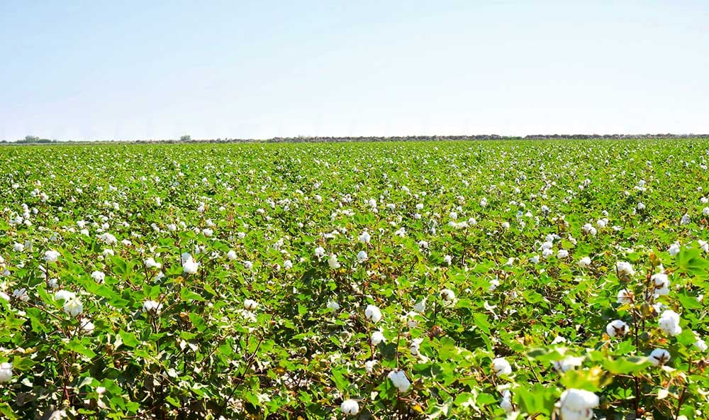 Lebap welaýatynda pagta ýygymyna taýýarlyk görülýär