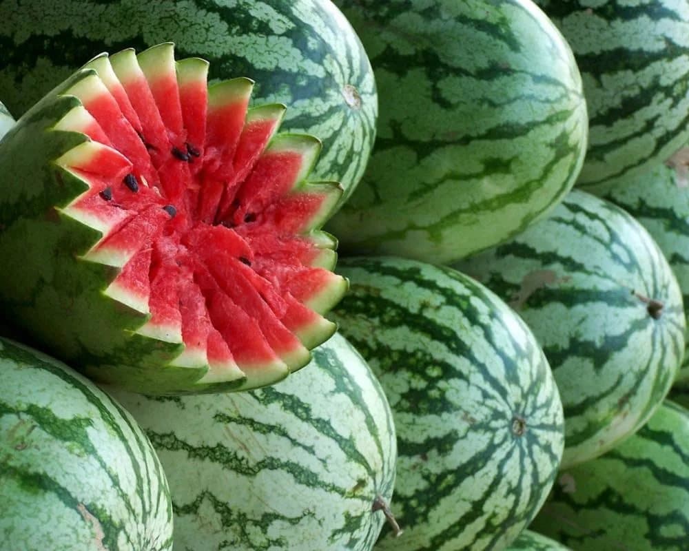 В Таджикистане начался сбор урожая бахчевых культур