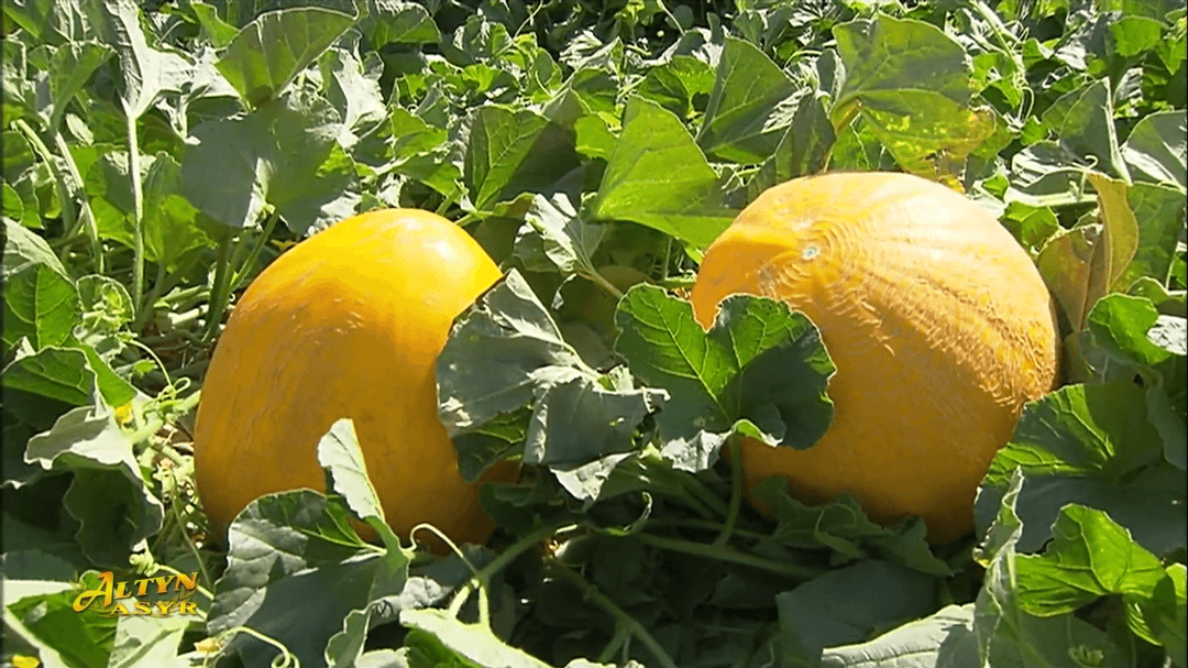 В Дубай отправлена первая партия туркменской дыни