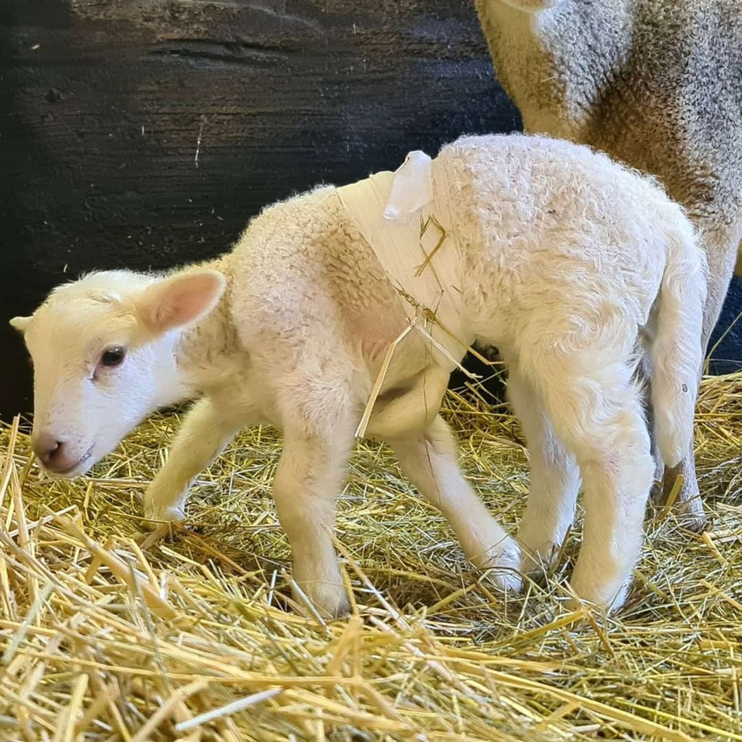 Овечку с шестью ногами из Германии назвали Долли