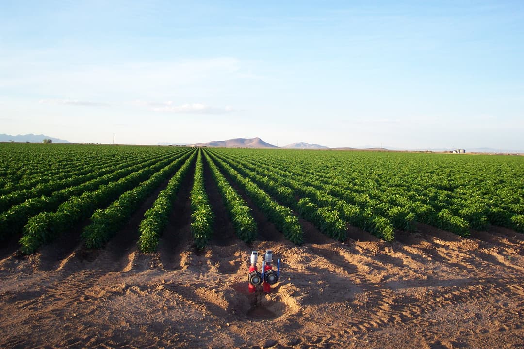 Туркменские учёные разработали технологии рационального водопользования при выращивании хлопчатника
