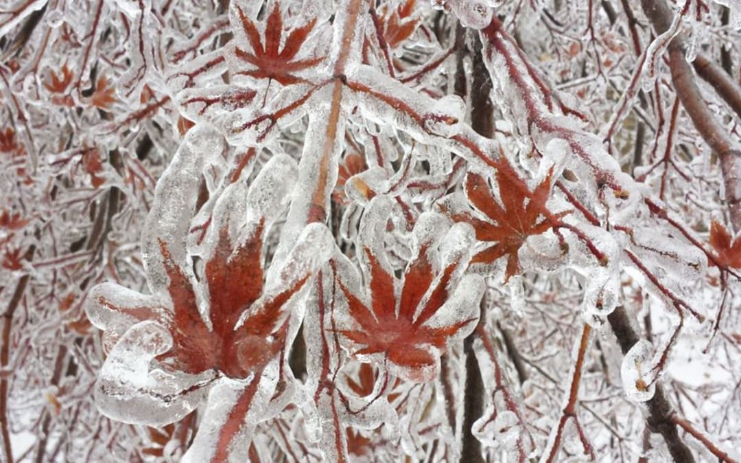 На Канаду обрушился ледяной дождь