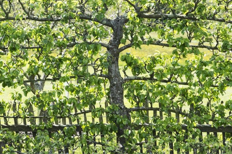 Сад на шпалерах разбило фермерское хозяйство Лебапского велаята