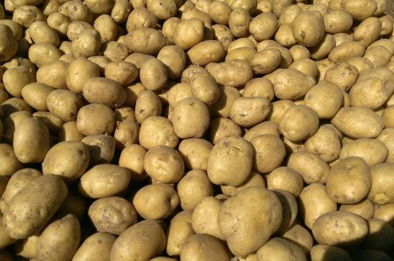 В 2020 году Туркменистан закупил в России 34 тысячи тонн картофеля