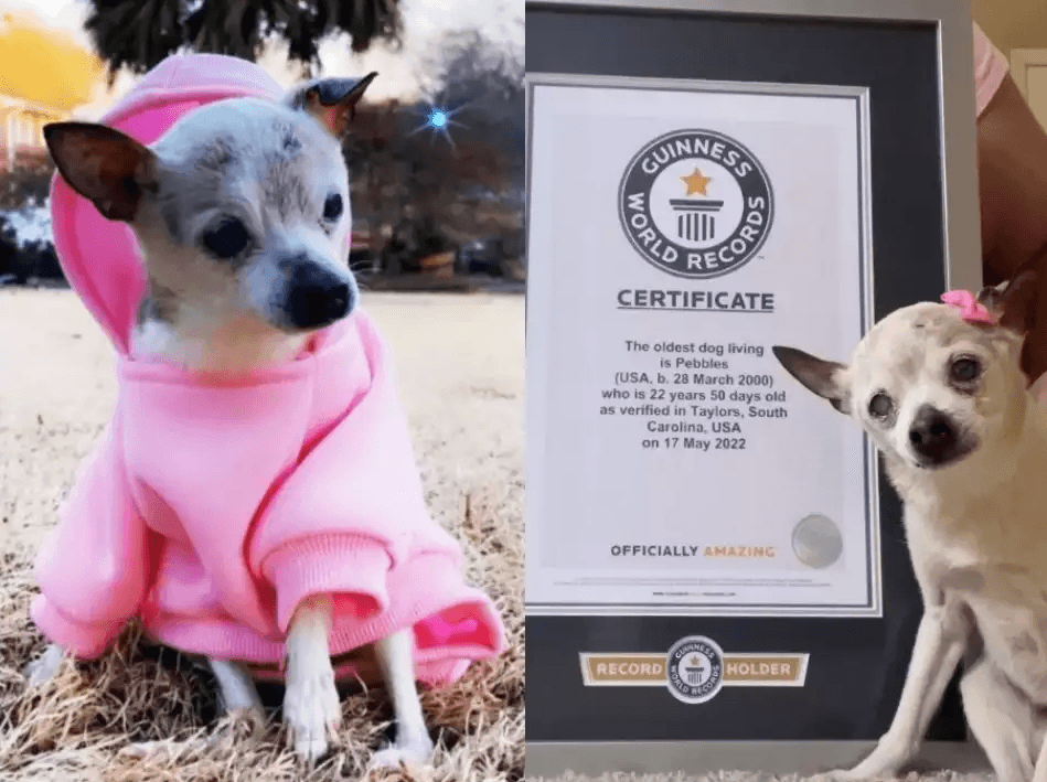 22-летний той-фокстерьер признан старейшей собакой в мире 