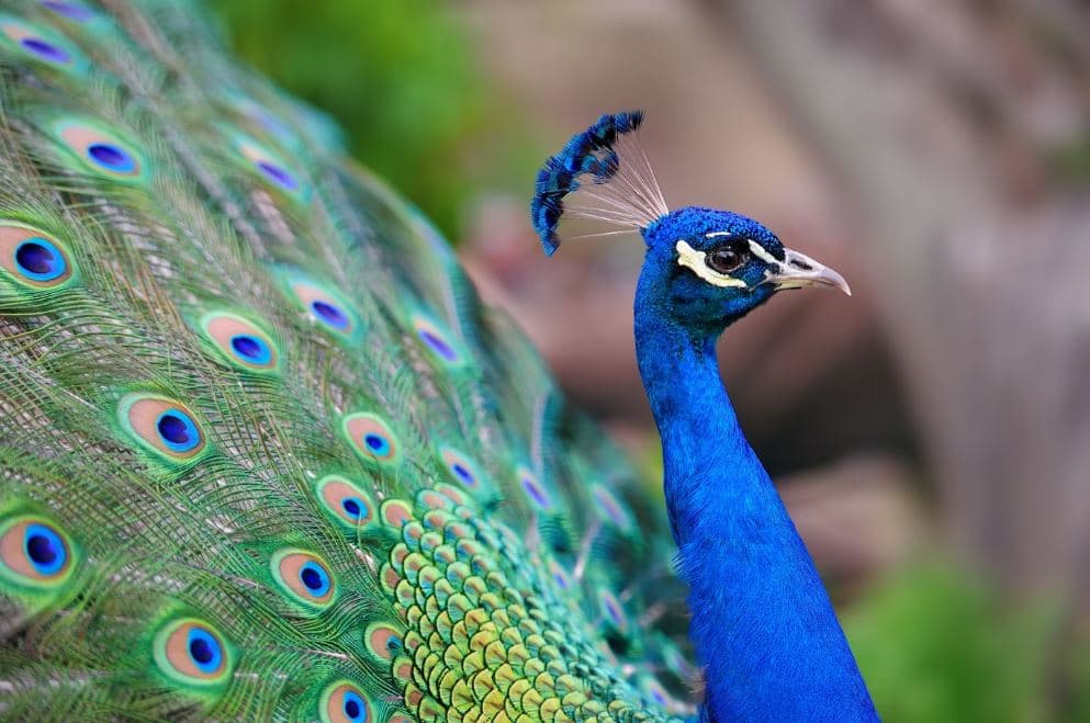 Peacocks have occupied one of the suburbs of Miami