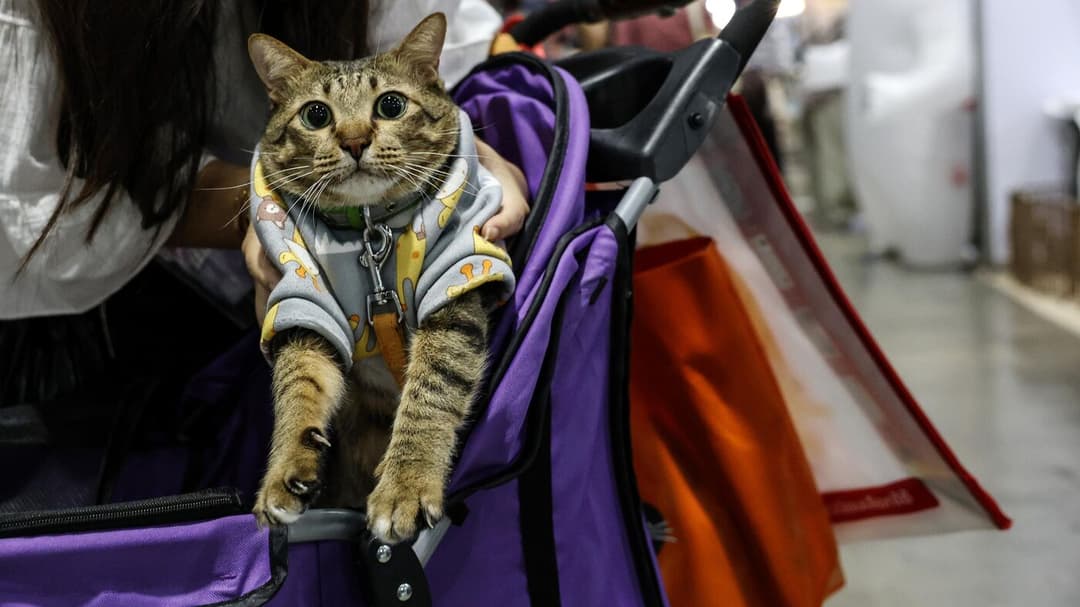 Fransiýada otluda ýolagçy zenana pişiginiň gaty sesi üçin jerime saldylar