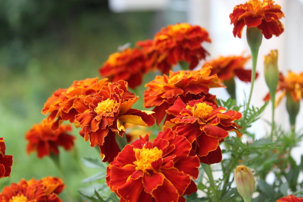 В северном регионе Туркменистана начался сбор семян цветов и туи 