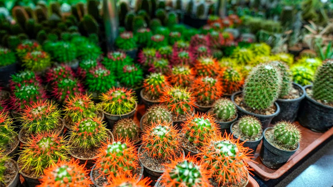 Roza Gül предлагает создать уют в доме с помощью комнатных растений 