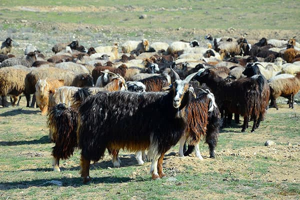 Животноводы Ахалского велаята справились с государственным заказом по получению приплода