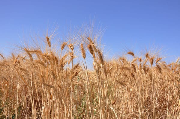 В Туркменистане созданы Министерство сельского хозяйства и охраны окружающей среды и Госкомитет водного хозяйства