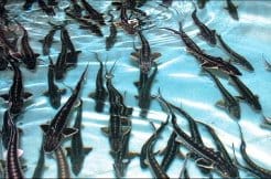 В Туркменистане  модернизируется инфраструктура рыбной отрасли