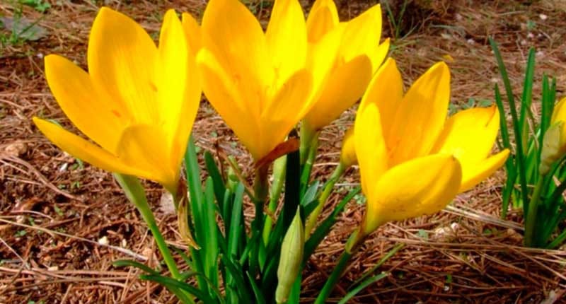 В 60 километрах к северу от Ашхабада расцвела штернбергия