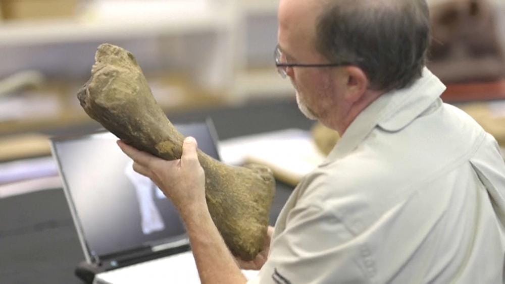 В Австралии был найден один из крупнейших динозавров в мире