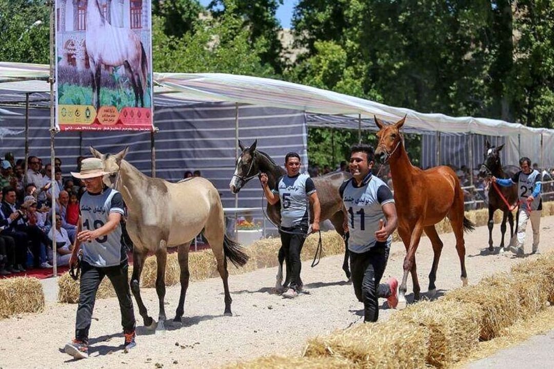 Turkmen horse festival held in Iran