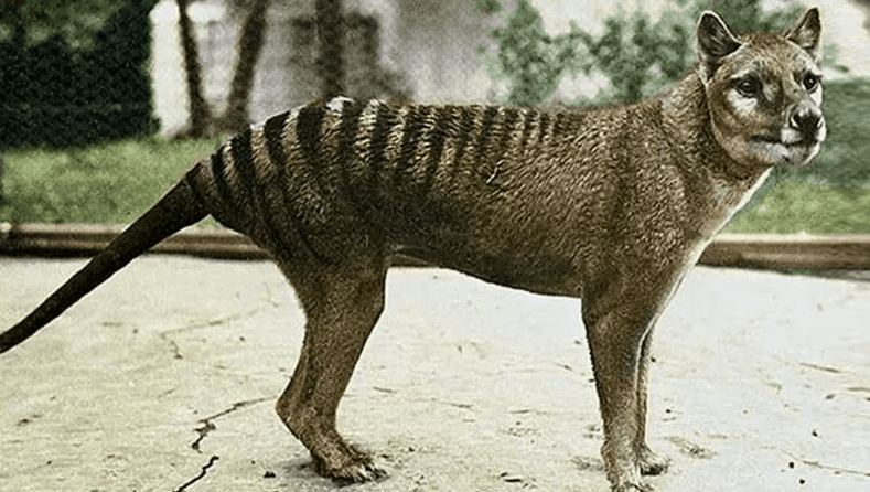 Ученые возродят исчезнувшего тасманского тигра 
