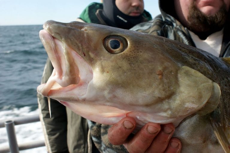 У берегов Исландии поймали треску размером с человека